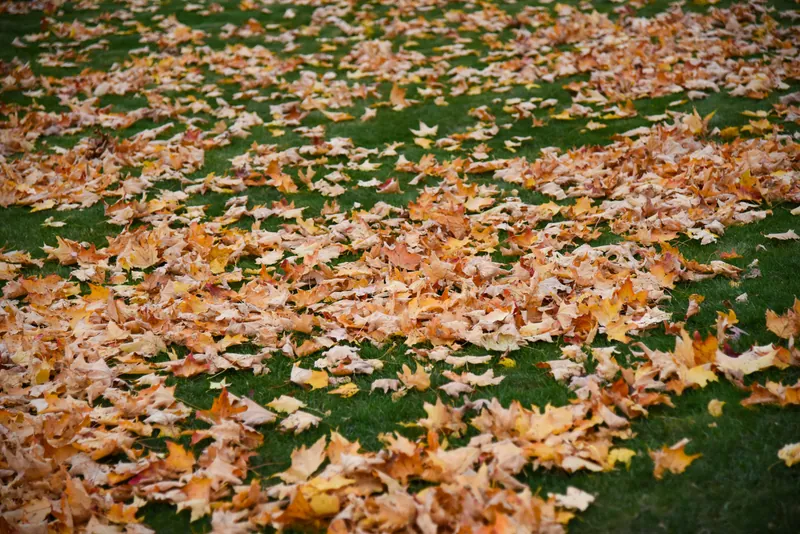 Préparer son jardin pour l'hiver à Angers : le guide complet