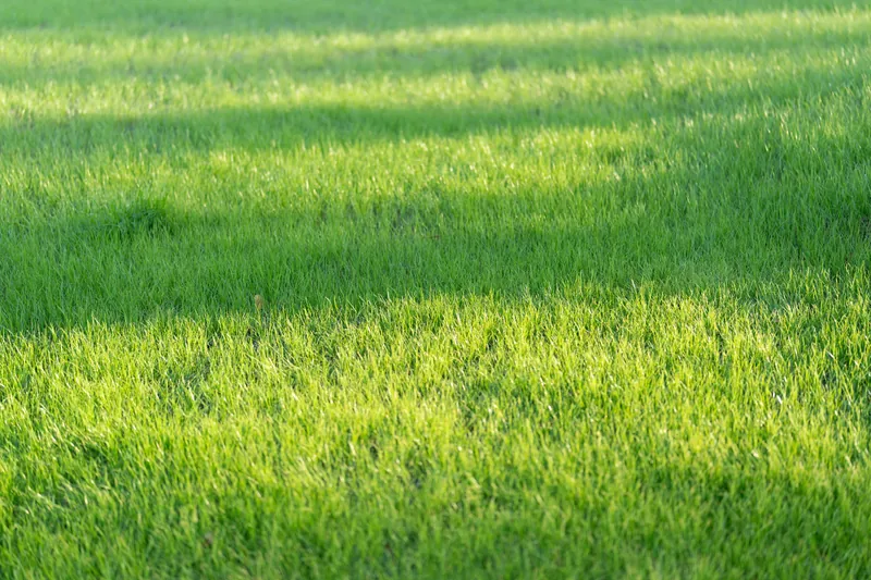 Gazon : semis ou placage, que choisir ?