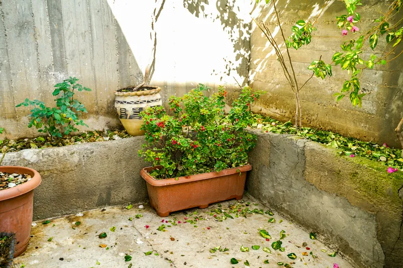 Aménager un petit jardin de ville à Angers : idées et astuces