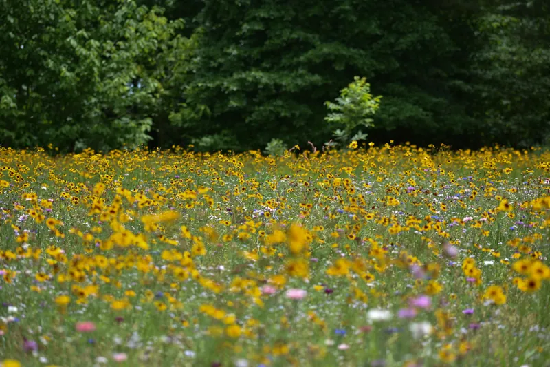 Jardin écologique à Angers : nos conseils professionnels