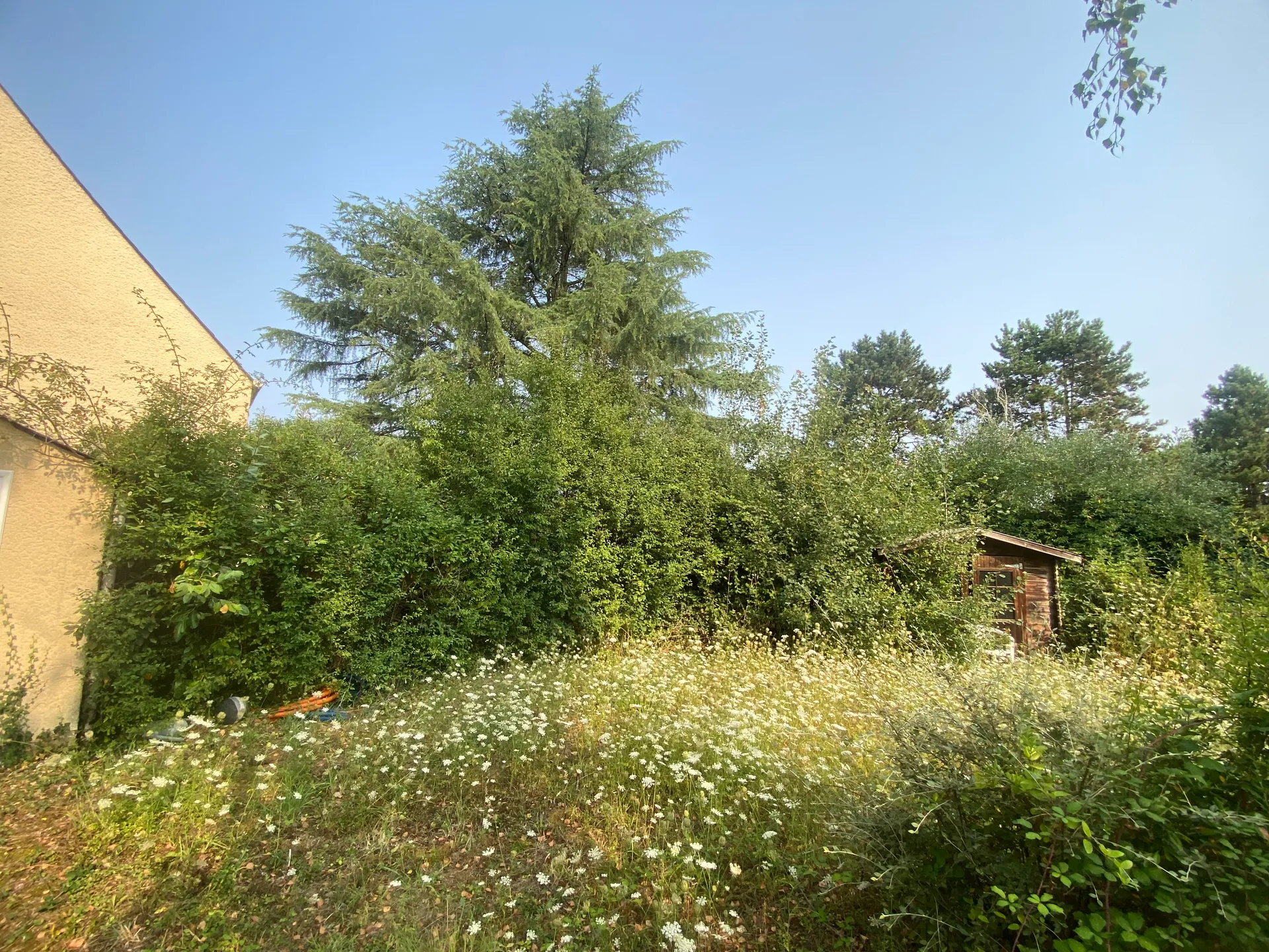 Jardin envahi par la vegetation avant intervention de debroussaillage a Angers