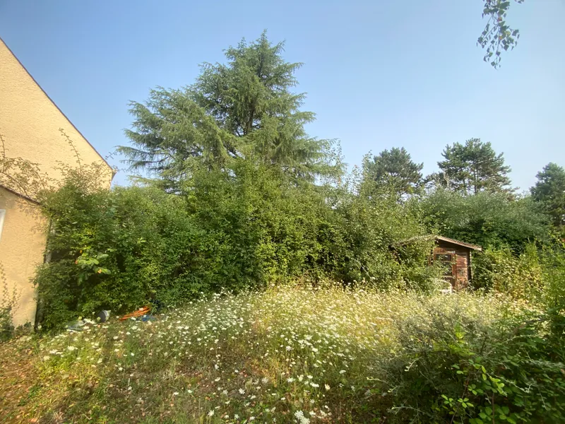 Jardin envahi par la vegetation avant intervention de debroussaillage a Angers