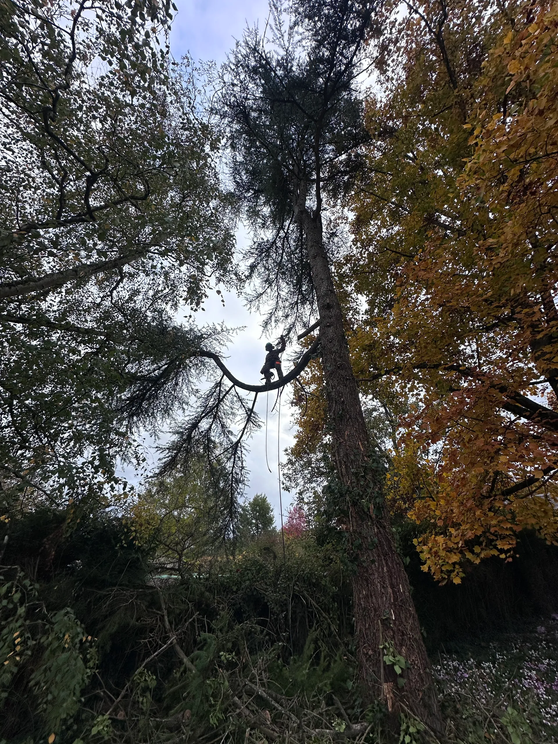 Grands arbres vus en contre-plongee avant intervention d'elagage