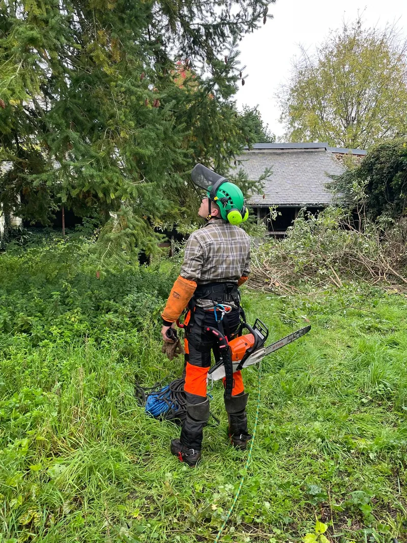 Elagueur professionnel en action dans un arbre a Angers