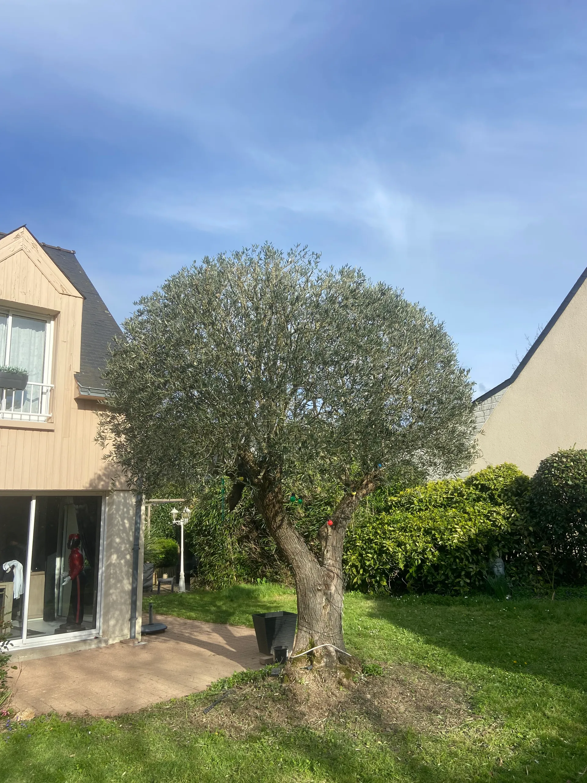 Resultat de taille d'arbres soignee par Art des Jardins