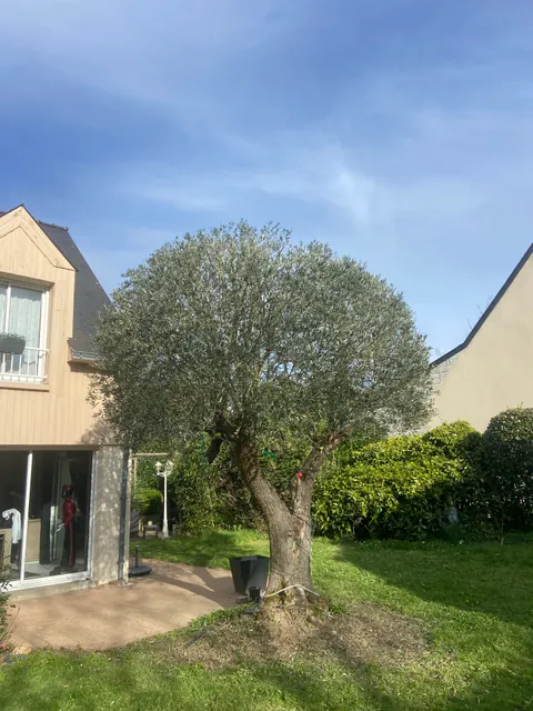 Resultat de taille d'arbres soignee par Art des Jardins