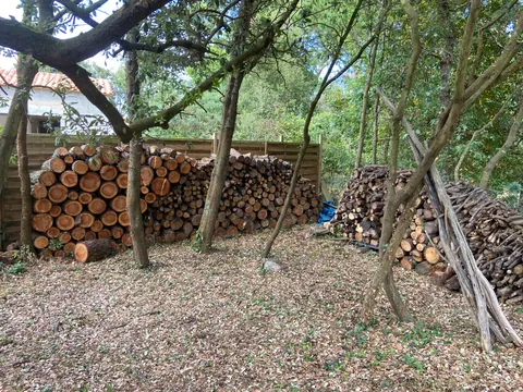 Taille de formation sur arbre ornemental dans le Maine-et-Loire