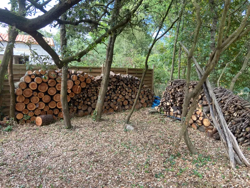 Taille de formation sur arbre ornemental dans le Maine-et-Loire