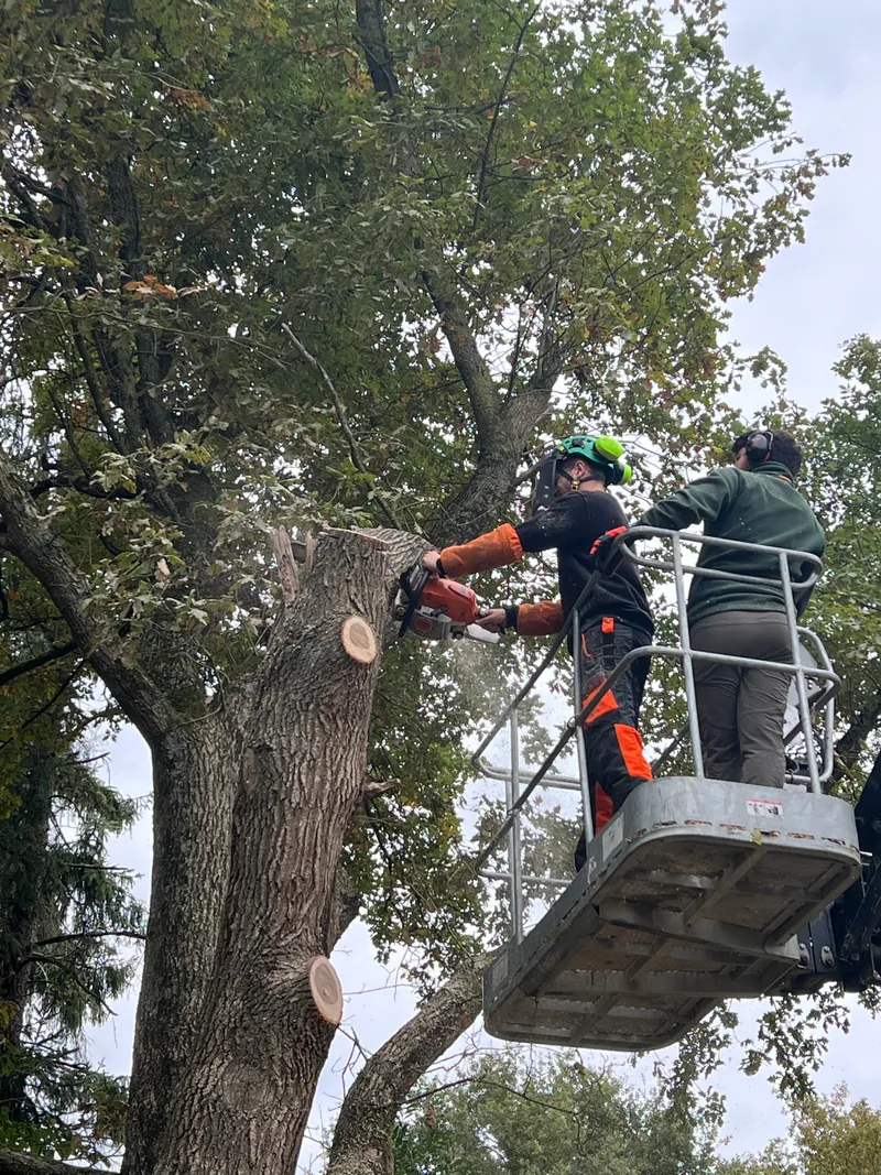 Arbres et haies entre voisins : vos droits et obligations